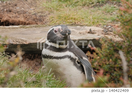 【アルゼンチン】ペンギン島のマゼランペンギン 140422409