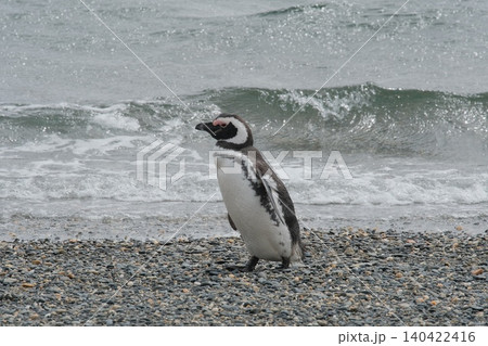 【アルゼンチン】ペンギン島のマゼランペンギン 140422416