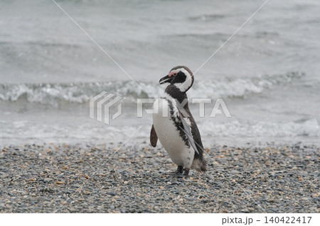 【アルゼンチン】ペンギン島のマゼランペンギン 【アルゼンチン】ペンギン島のマゼランペンギン 140422417