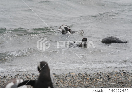 【アルゼンチン】ペンギン島のマゼランペンギン 140422420