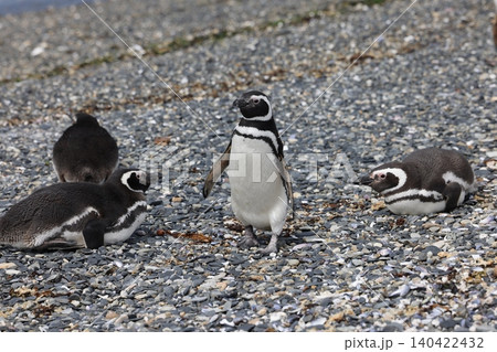 【アルゼンチン】ペンギン島のマゼランペンギン 【アルゼンチン】ペンギン島のマゼランペンギン 140422432