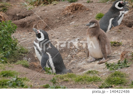 【アルゼンチン】ペンギン島のマゼランペンギンの親子 【アルゼンチン】ペンギン島のマゼランペンギンの親子 140422486