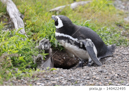 【アルゼンチン】ペンギン島のマゼランペンギンの親子 【アルゼンチン】ペンギン島のマゼランペンギンの親子 140422495