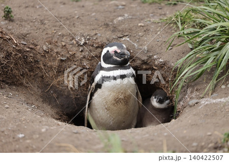 【アルゼンチン】ペンギン島のマゼランペンギンの親子 【アルゼンチン】ペンギン島のマゼランペンギンの親子 140422507