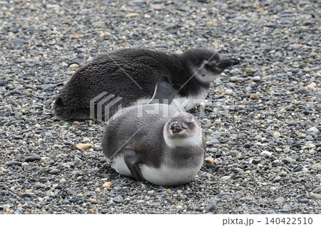 【アルゼンチン】ペンギン島のマゼランペンギンの親子 【アルゼンチン】ペンギン島のマゼランペンギンの親子 140422510