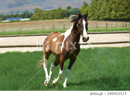 Running, horse and mare on grass at farm with healthy development of animal for agriculture or equestrian. Colt, pony and young pet mustang in summer, field at ranch and walk on land in Texas Running, horse and mare on grass at farm with healthy development of animal for agriculture or equestrian. Colt, pony and young pet mustang in summer, field at ranch and walk on land in Texas 140422515