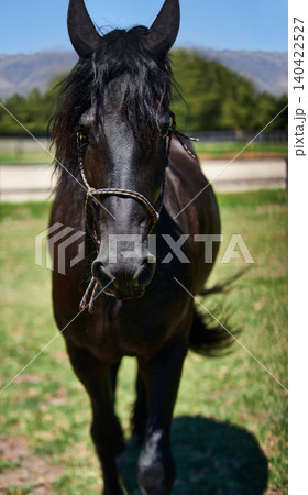 Horse, portrait and mare on grass at farm with healthy development of animal for agriculture or equestrian. Colt, pony and pet mustang in summer, field at ranch and relax in Texas countryside Horse, portrait and mare on grass at farm with healthy development of animal for agriculture or equestrian. Colt, pony and pet mustang in summer, field at ranch and relax in Texas countryside 140422527