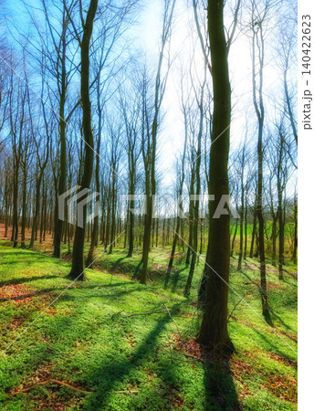 Sustainable, environment and trees in outdoor forest for eco friendly, agro or ecology landscape. Plants, botany and agriculture green field with leaves, branches and path in woods in countryside. Sustainable, environment and trees in outdoor forest for eco friendly, agro or ecology landscape. Plants, botany and agriculture green field with leaves, branches and path in woods in countryside. 140422623