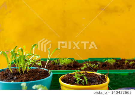 Work in the garden, planting pots close up 140422665