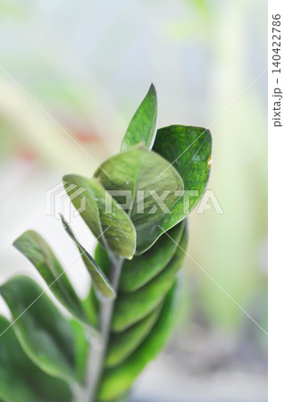 Zamioculcas zamiifolia , Zanzibar Gem or ARACEAE or black Zamioculcas zamiifolia or black leaf Zamioculcas zamiifolia , Zanzibar Gem or ARACEAE or black Zamioculcas zamiifolia or black leaf 140422786