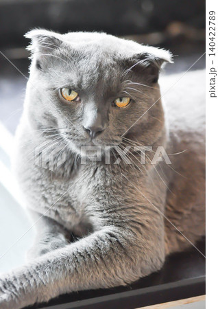 kitty or cat or grey cat or gray cat , Felis catus or Felis catus domestica or Scottish fold or half Scottish fold kitty or cat or grey cat or gray cat , Felis catus or Felis catus domestica or Scottish fold or half Scottish fold 140422789