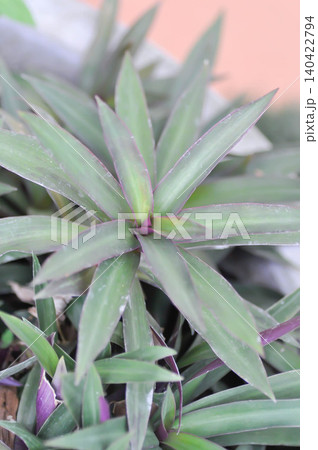 Boat lily, commelinaceae or Moses in the cradle or Oyster Lily or Oyster plant or Purple heart or Tradescantia spathacea Sw or Tradescantia spathacea Swartz or purple and green leaf Boat lily, commelinaceae or Moses in the cradle or Oyster Lily or Oyster plant or Purple heart or Tradescantia spathacea Sw or Tradescantia spathacea Swartz or purple and green leaf 140422794
