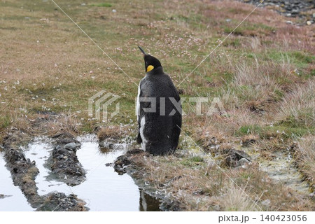 【アルゼンチン】マルティージョ島の迷い込んだ1羽のキングペンギン 【アルゼンチン】マルティージョ島の迷い込んだ1羽のキングペンギン 140423056