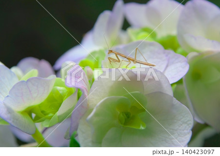 アジサイの花と可愛いカマキリの子ども アジサイの花と可愛いカマキリの子ども 140423097