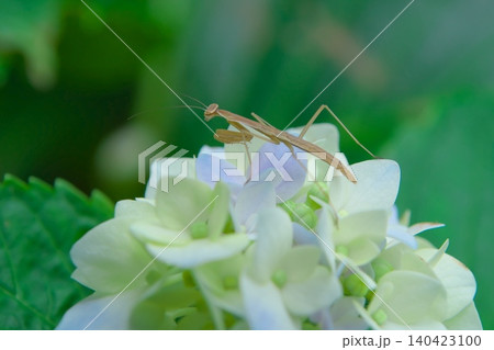 アジサイの花と可愛いカマキリの子ども 140423100