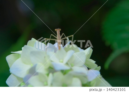 アジサイの花と可愛いカマキリの子ども アジサイの花と可愛いカマキリの子ども 140423101
