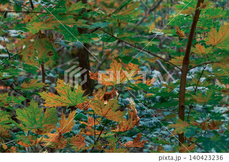 Vibrant autumn foliage displays a mix of green and golden leaves on branches Vibrant autumn foliage displays a mix of green and golden leaves on branches 140423236