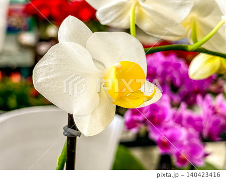 神秘的な胡蝶蘭の花 神秘的な胡蝶蘭の花 140423416