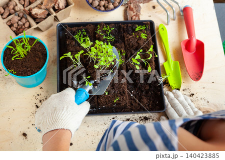 Woman's hands planting sprouts in pot with dirt or soil in container Woman's hands planting sprouts in pot with dirt or soil in container 140423885