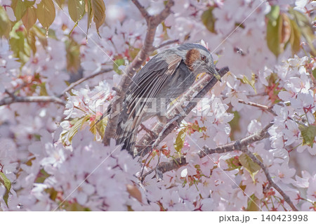 ヒヨドリ 桜 ヒヨドリ 桜 140423998