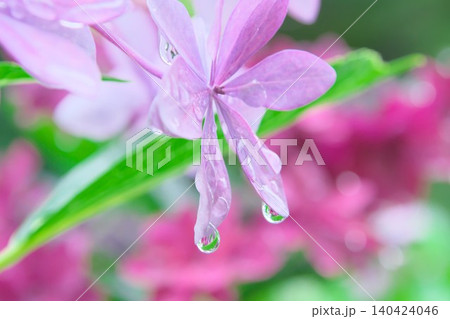 梅雨のイメージ 雨の雫とアジサイの花 梅雨のイメージ 雨の雫とアジサイの花 140424046
