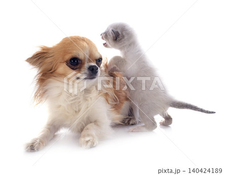 siamese kitten and chihuahua siamese kitten and chihuahua 140424189