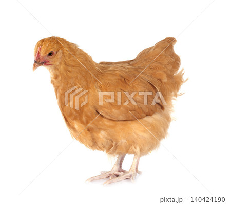 Orpington chicken Orpington chicken 140424190