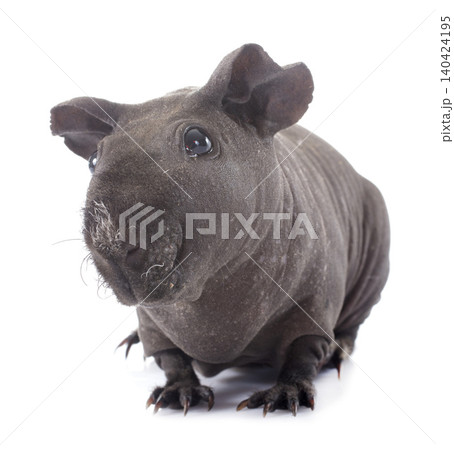 guinea pig in studio guinea pig in studio 140424195