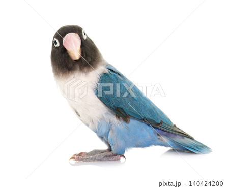 blue masqued lovebird blue masqued lovebird 140424200