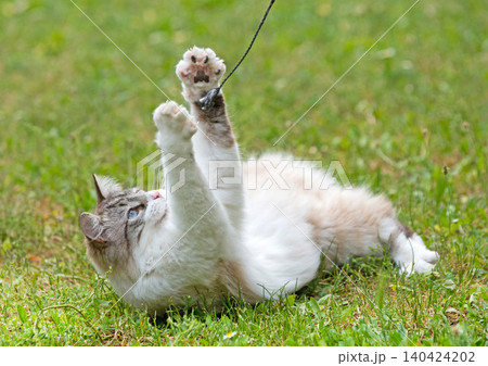 ragdoll cat in garden ragdoll cat in garden 140424202