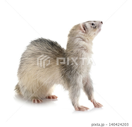 gray ferret in studio 140424203
