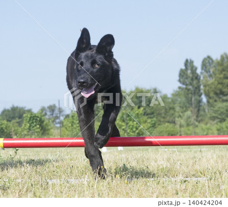 training of german shepherd training of german shepherd 140424204