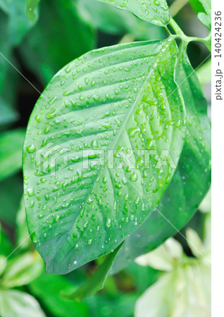 Syngonium podophyllum, Arrowhead Vine or Goosefoot Plant or Araceae or bicolor syngonium and rain droplet Syngonium podophyllum, Arrowhead Vine or Goosefoot Plant or Araceae or bicolor syngonium and rain droplet 140424236