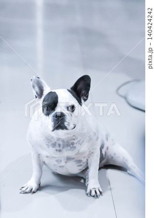 dog or french bulldog, unaware French bulldog dog or french bulldog, unaware French bulldog 140424242