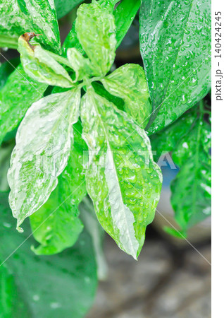 Syngonium podophyllum, Arrowhead Vine or Goosefoot Plant or Araceae and rain droplet 140424245