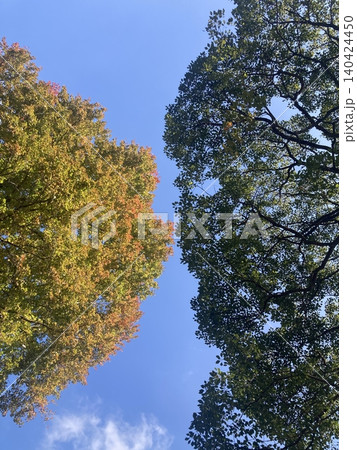 見上げる秋の景色 140424450