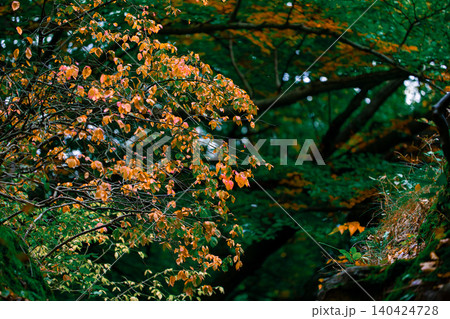 Autumn leaves in warm orange and yellow hues adorn tree branches against a dark green forest backdrop 140424728
