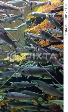 淡水魚 淡水魚 140425189