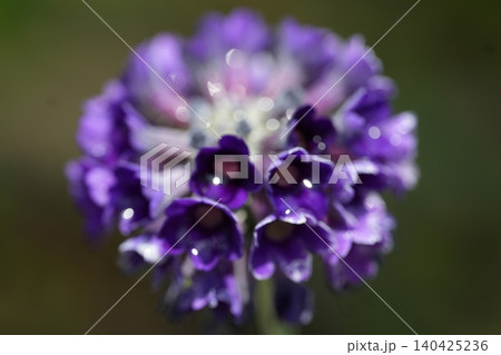 幻想的な深紫にきらめく丸い可憐な花 幻想的な深紫にきらめく丸い可憐な花 140425236