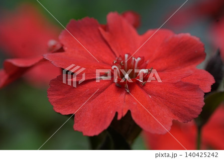 画面いっぱいに情熱的に咲く鮮やかな赤の花 画面いっぱいに情熱的に咲く鮮やかな赤の花 140425242