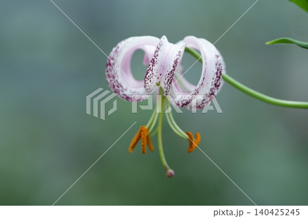 しっとりとした緑に佇む可憐なユリの花 しっとりとした緑に佇む可憐なユリの花 140425245