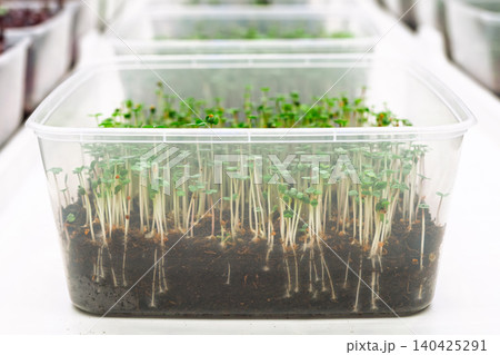 Microgreens growing in clear plastic container on white surface Microgreens growing in clear plastic container on white surface 140425291