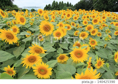 ひまわり、夏の花のある風景 夏風景 ひまわり、夏の花のある風景 夏風景 140425390