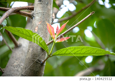 Put forth new shoots of Malay rose apple, focus selective Put forth new shoots of Malay rose apple, focus selective 140425512