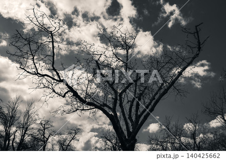 Black and White Tree Silhouette Against Dramatic Clouds 140425662