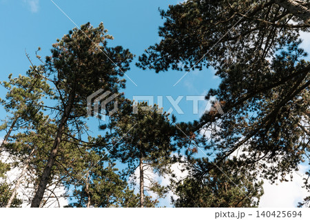 Pine Trees Framing Blue Sky 140425694