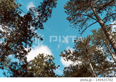Pine Tree Canopy Against Blue Sky Pine Tree Canopy Against Blue Sky 140425702