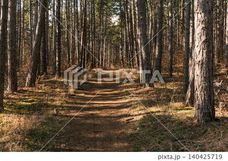 Straight Forest Trail Between Tall Pine Trees 140425719