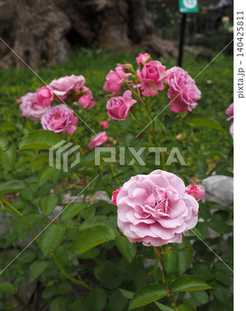 ​山口県のバラ園で単焦点レンズが創り出す奥行きとピンクの薔薇 140425811
