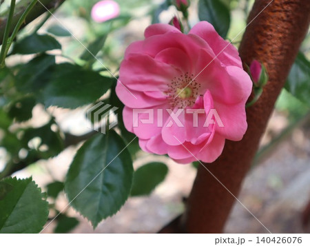 ピンクのバラの花 ピンクのバラの花 140426076